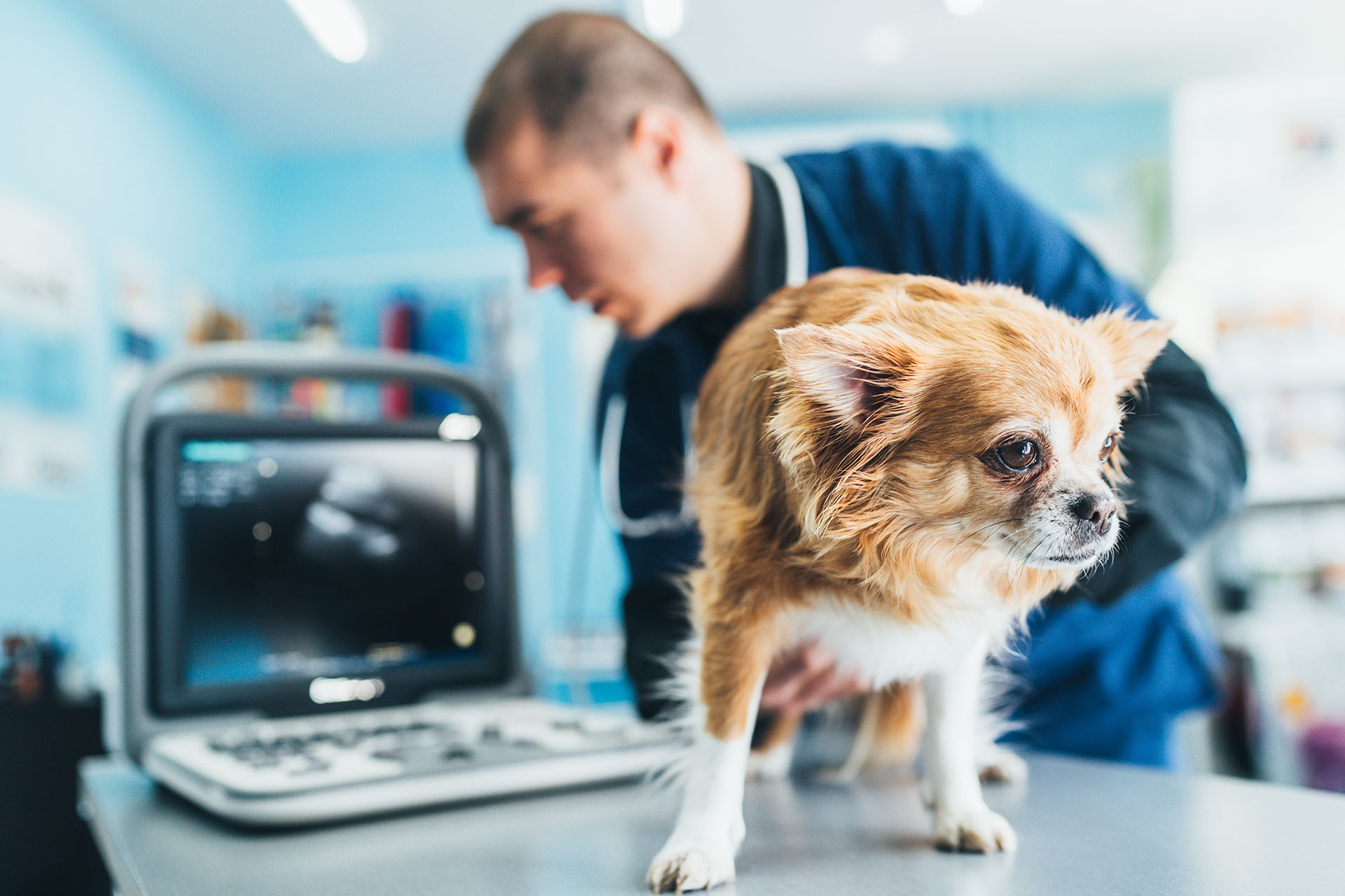 Veterinario utilizando tecnología para atender a un perro