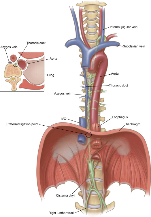 Diaphragm and Thoracic Duct Diagram