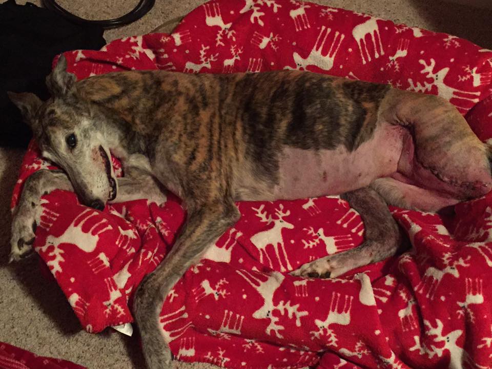 Perro disfrutando de la vida después del tratamiento contra el cáncer