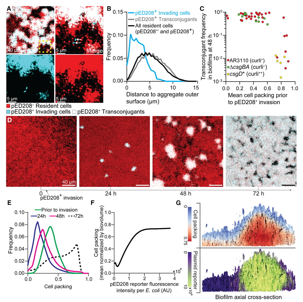 Estructura tridimensional de un biofilm bacteriano