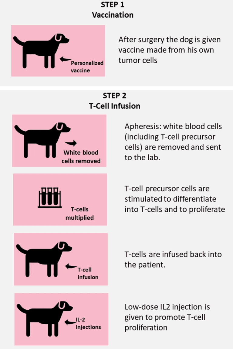 Proceso de vacunación y terapia celular para el cáncer en perros