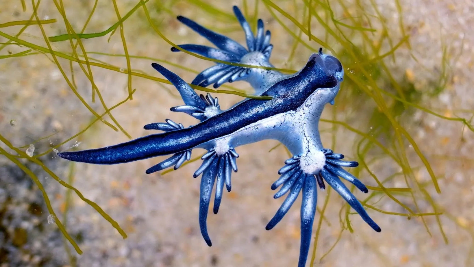Dragón azul en su hábitat natural