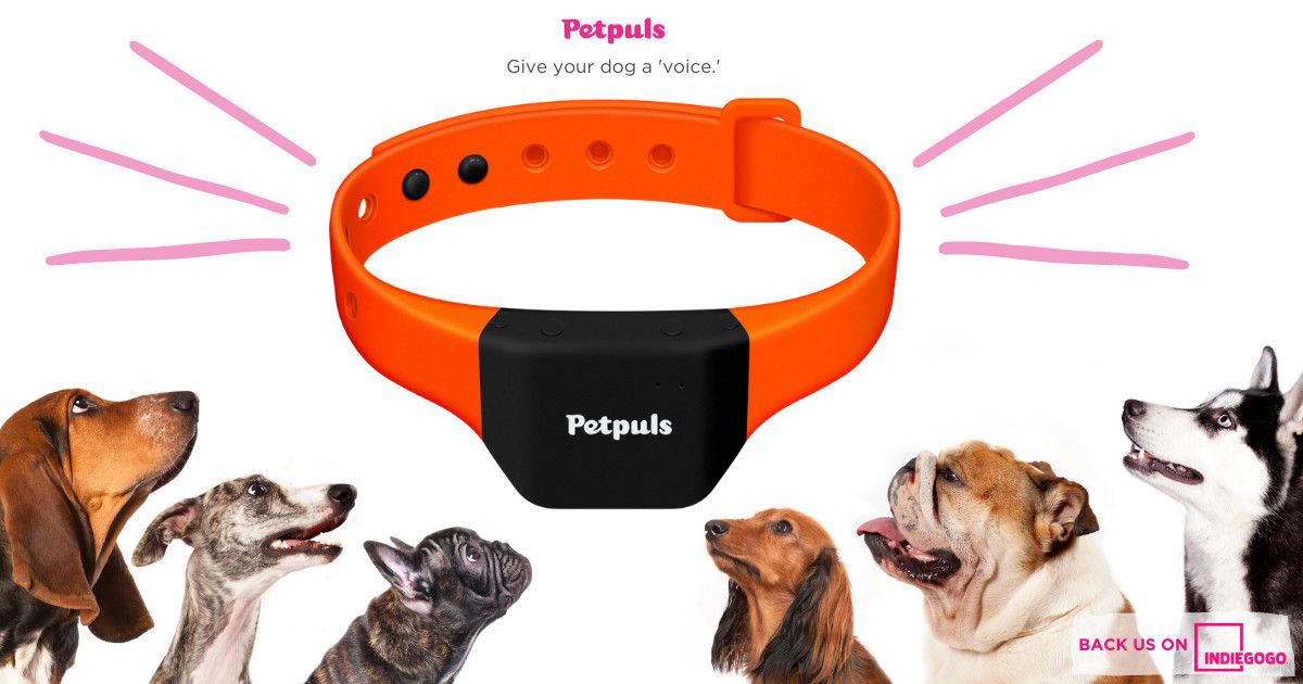 Collar inteligente para perros con tecnología de comunicación