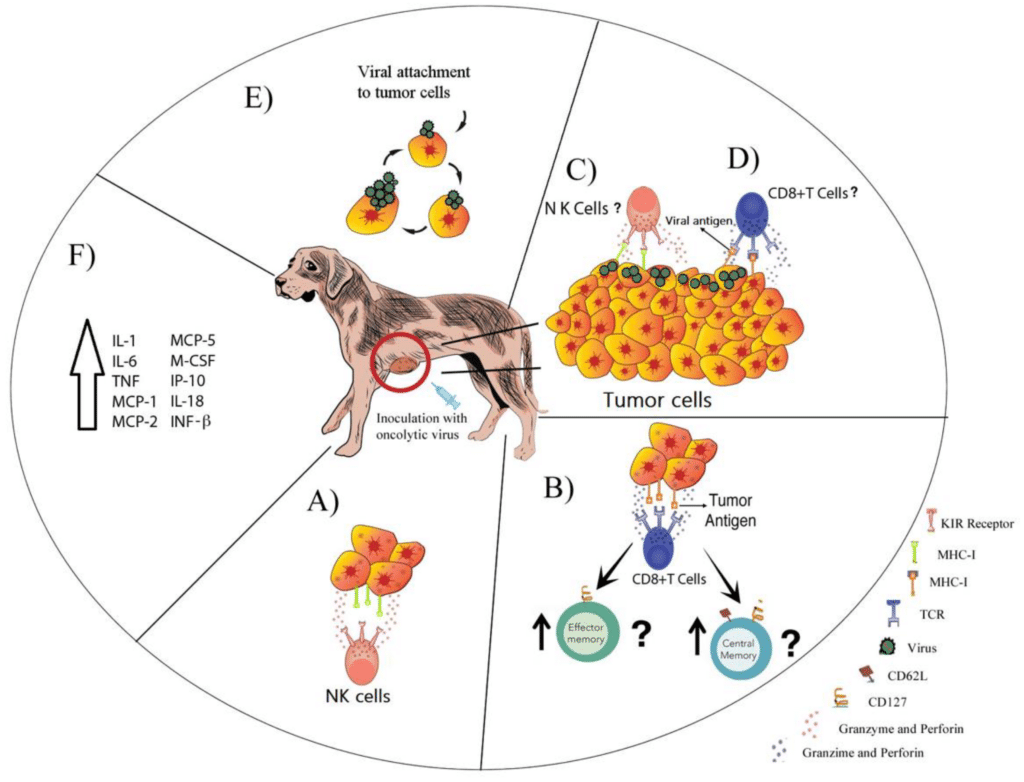 Mecanismo de la inmunoterapia para el tratamiento del cáncer