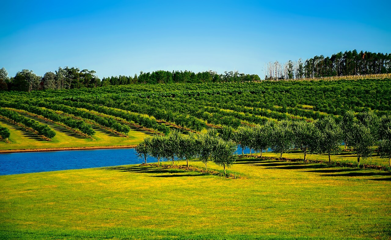 How Agri-Tech is Transforming East African Agriculture — Zaviku Group insights article cover image