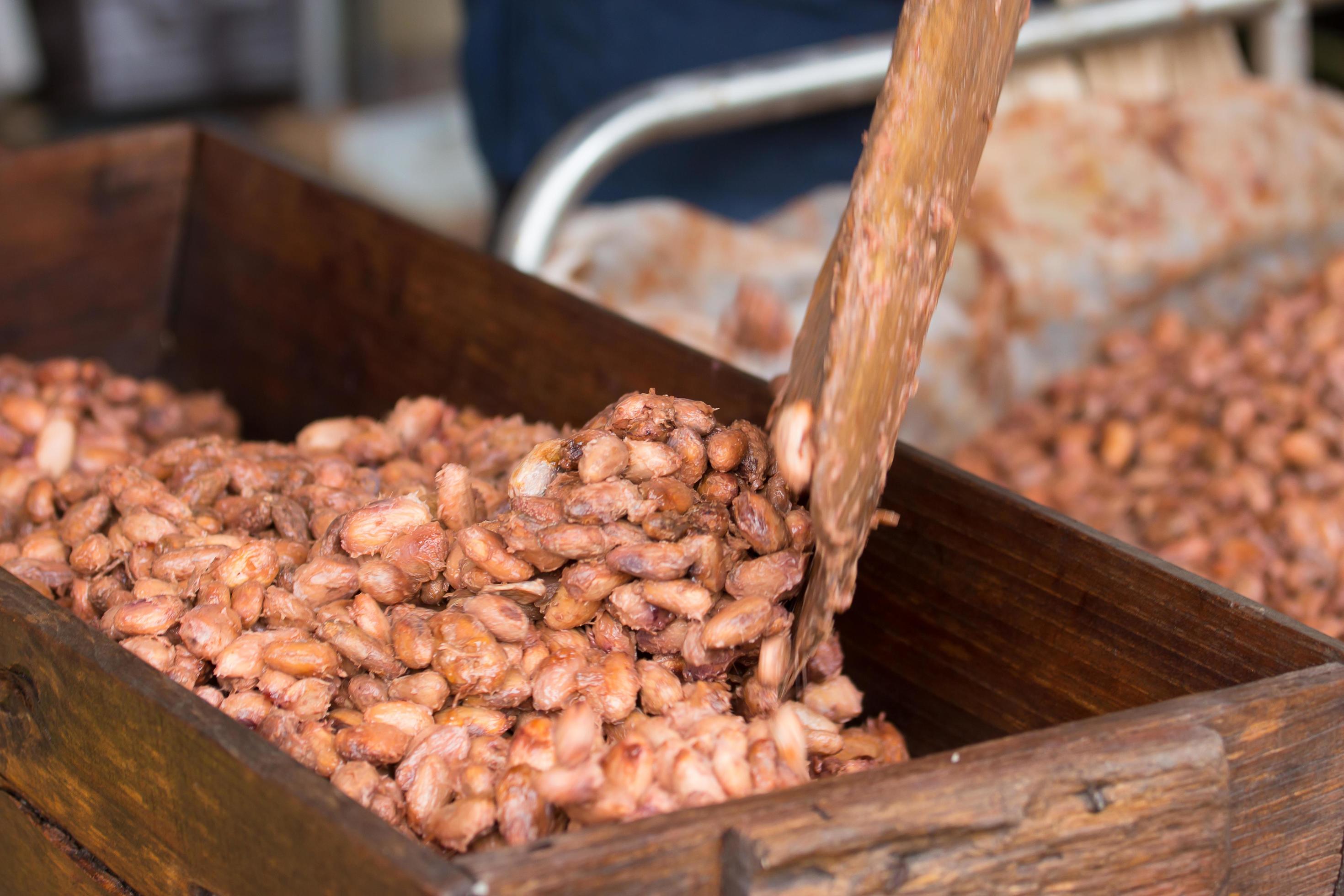 Proceso de fermentación de granos de cacao en cajas de madera