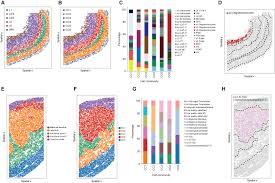 单细胞空间转录组分析可视化